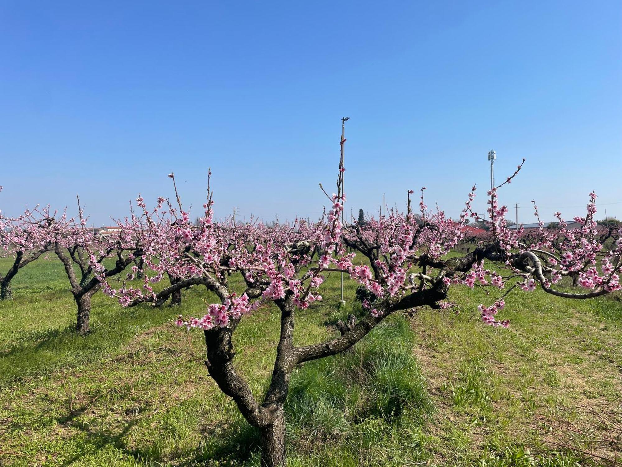 Agriturismo Corte Vecia Alloggio Della Corte Werona Zewnętrze zdjęcie